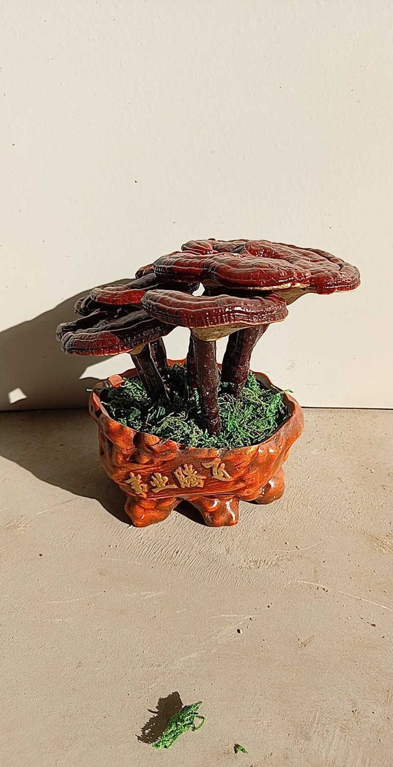 灵芝花，活体灵芝，造型灵芝盆景，产地直发