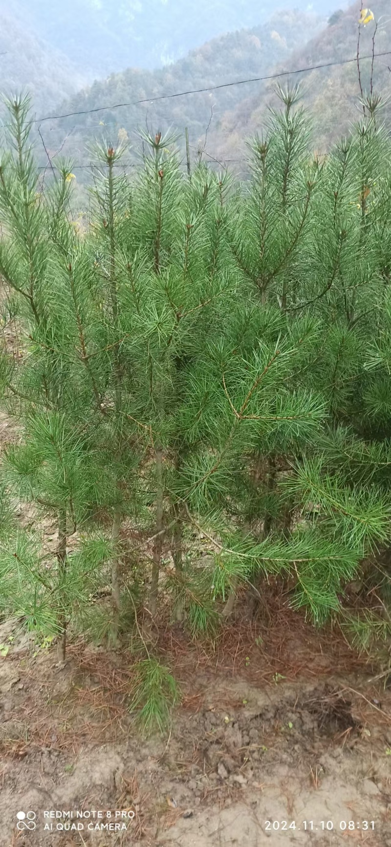 白皮松杯苗精品松树苗1米起步21-21杯苗大量有货
