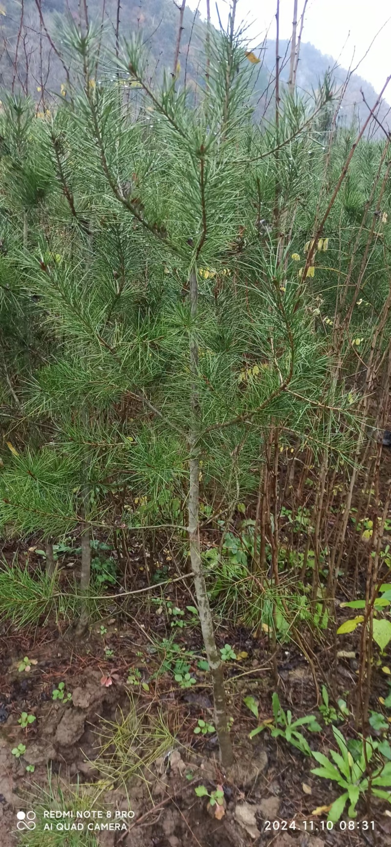 白皮松杯苗精品松树苗1米起步21-21杯苗大量有货