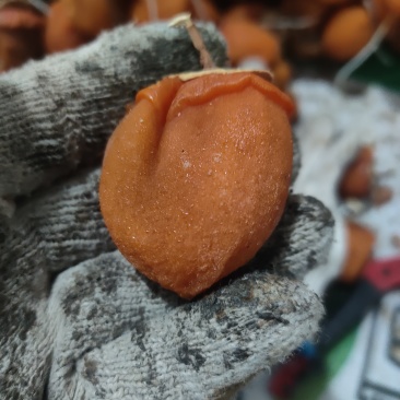 柿饼