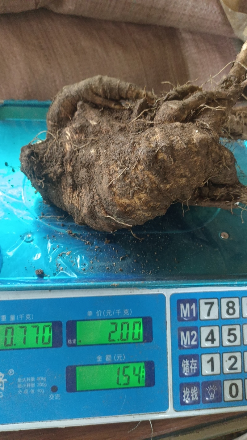 山海螺四叶参白马肉种子