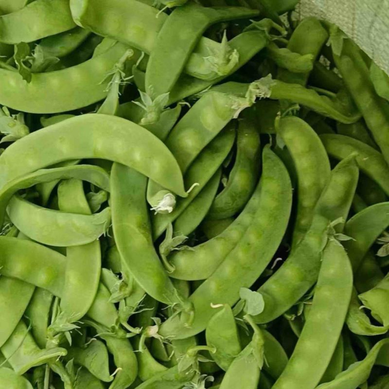 荷兰豆基地种植基地，大量上市，对接商超为主，有喜欢的来，