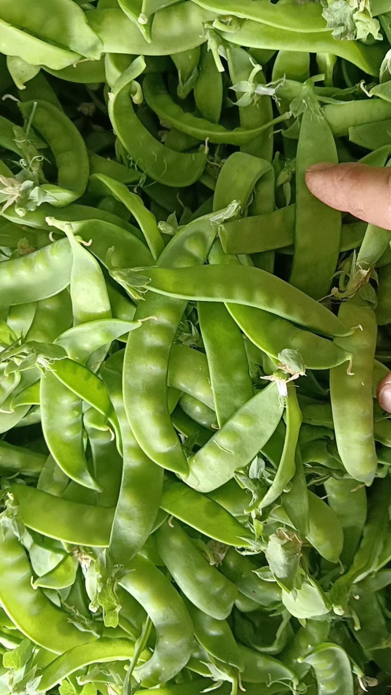 荷兰豆基地种植基地，大量上市，对接商超为主，有喜欢的来，