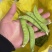荷兰豆基地种植基地，大量上市，对接商超为主，有喜欢的来，