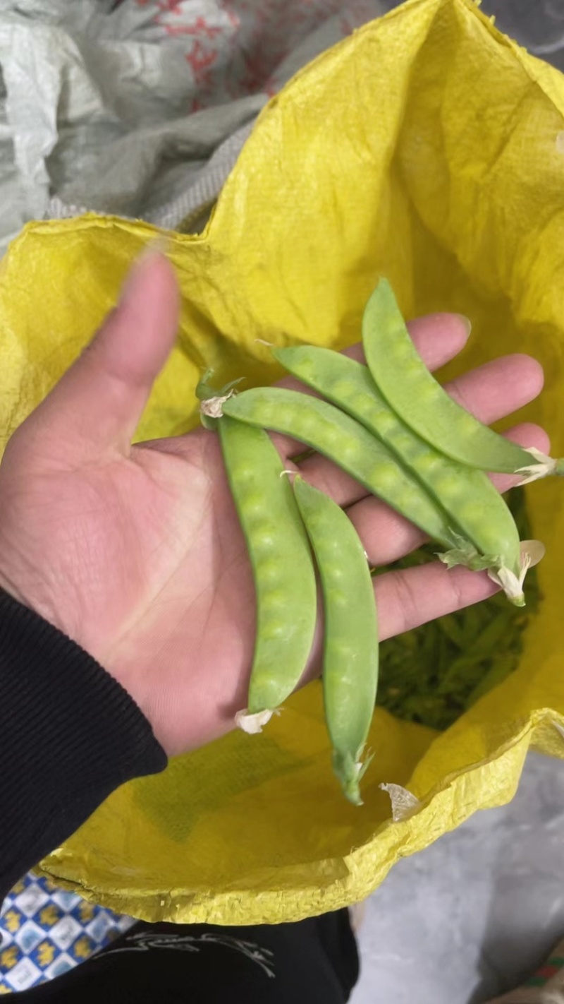荷兰豆基地种植基地，大量上市，对接商超为主，有喜欢的来，