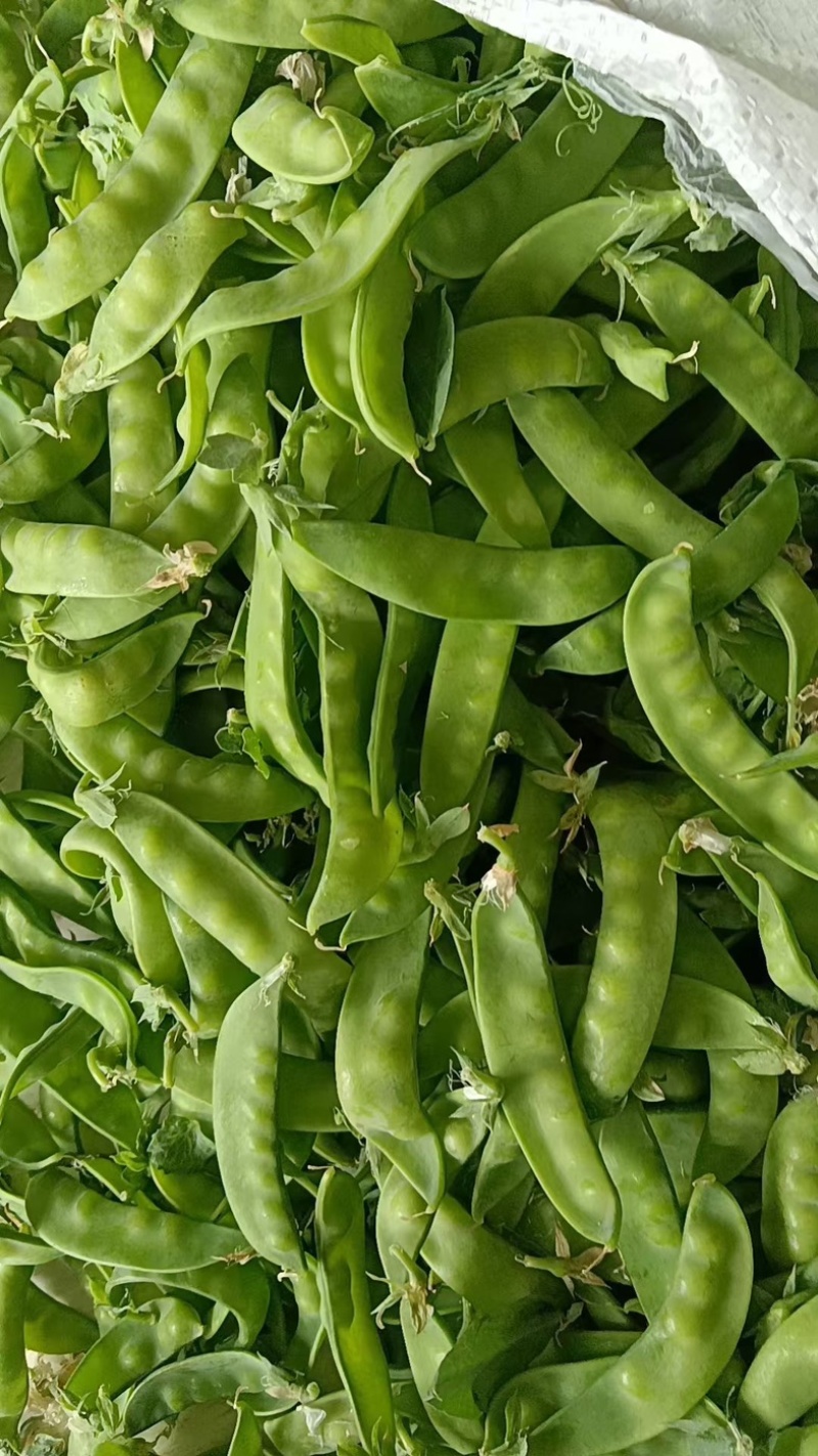 荷兰豆基地种植基地，大量上市，对接商超为主，有喜欢的来，