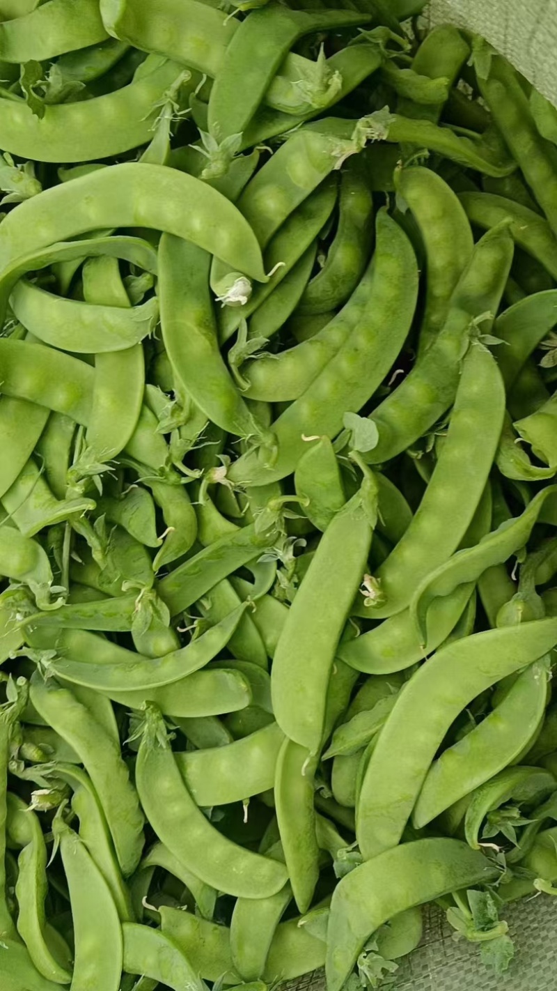 荷兰豆基地种植基地，大量上市，对接商超为主，有喜欢的来，