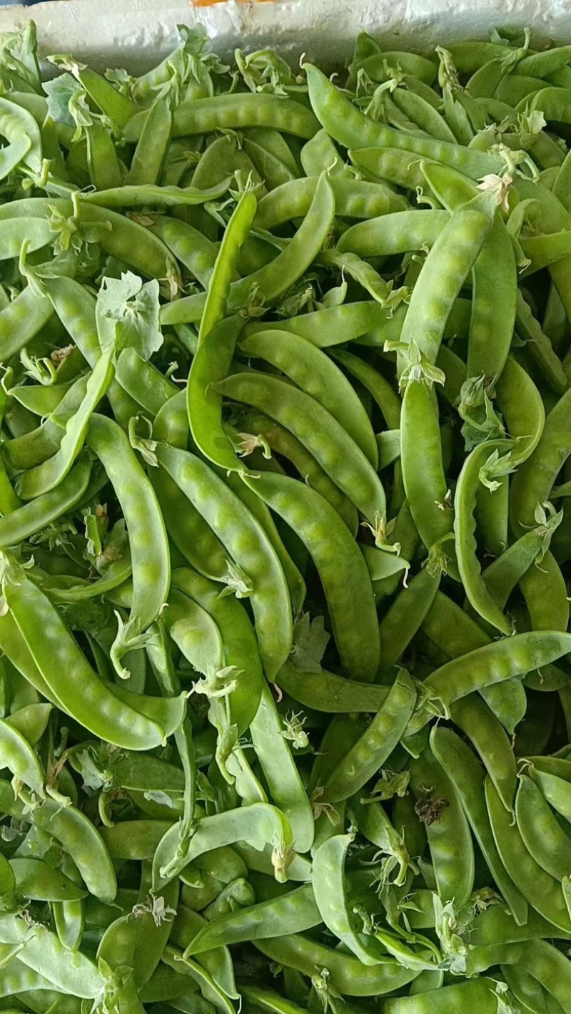 荷兰豆基地种植基地，大量上市，对接商超为主，有喜欢的来，