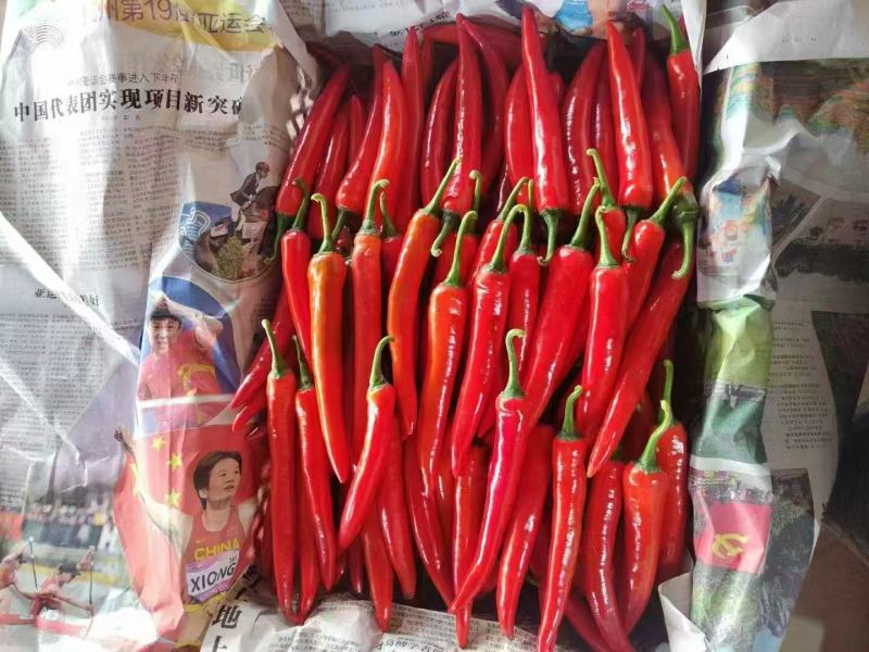 河南商丘精品美人椒产地发货一手货源批发品质保证，全国发货
