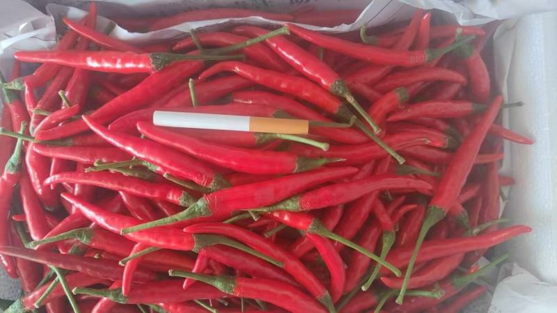 精品小米椒大量供应电商超市批发商，产地发货一手货源批发