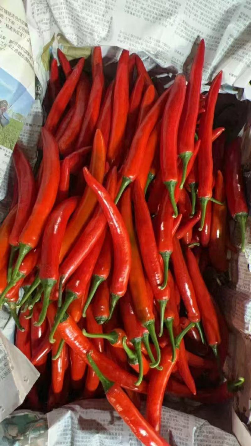 精品小米椒大量供应电商超市批发商，产地发货一手货源批发