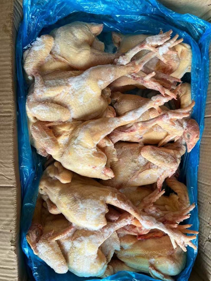 二级三黄鸡，5只到17只规格齐全价格**厂家直发视频验货