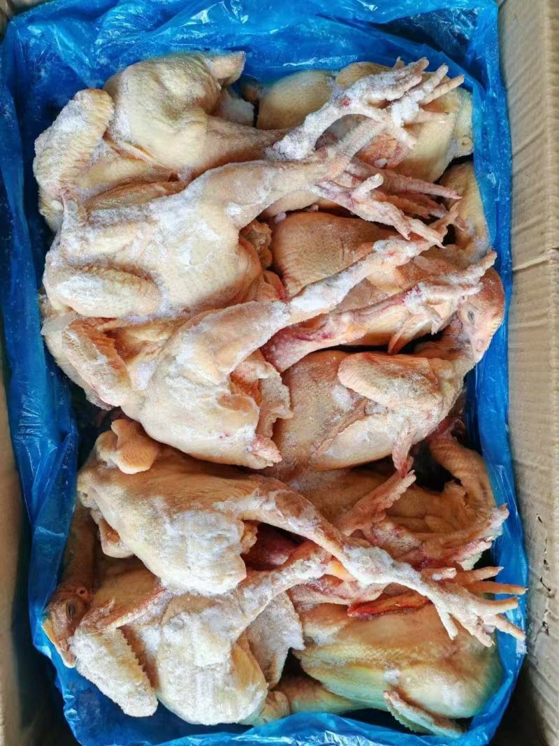 二级三黄鸡，5只到17只规格齐全价格**厂家直发视频验货