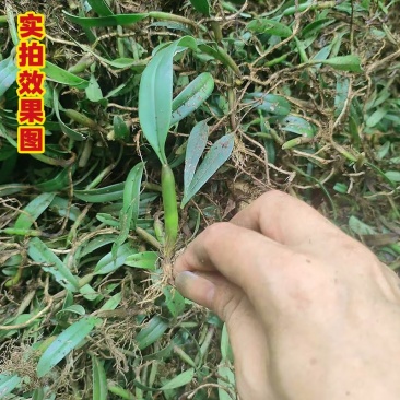 现采石橄榄新鲜双叶单叶中果500g果上叶煲汤小炖汤养生材
