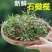 现采石橄榄新鲜双叶单叶中果500g果上叶煲汤小炖汤养生材