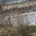 湖北跑田稻田鸭白羽青四金锭白脖
