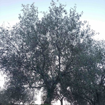 油橄榄树