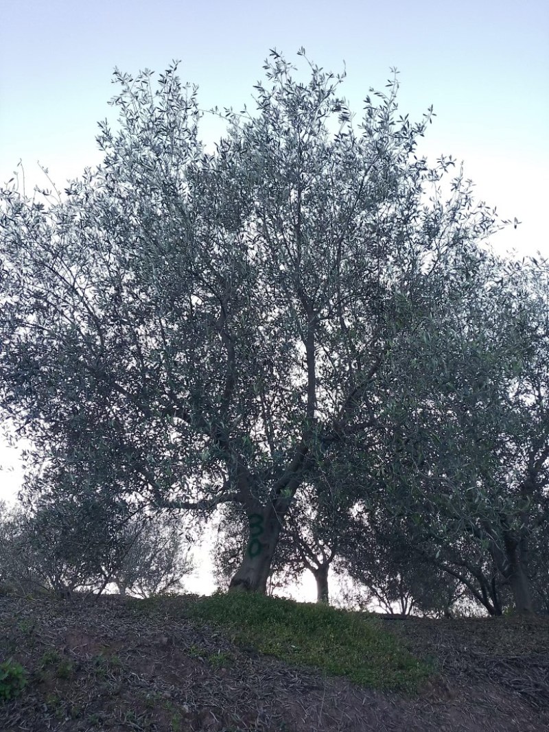 油橄榄树