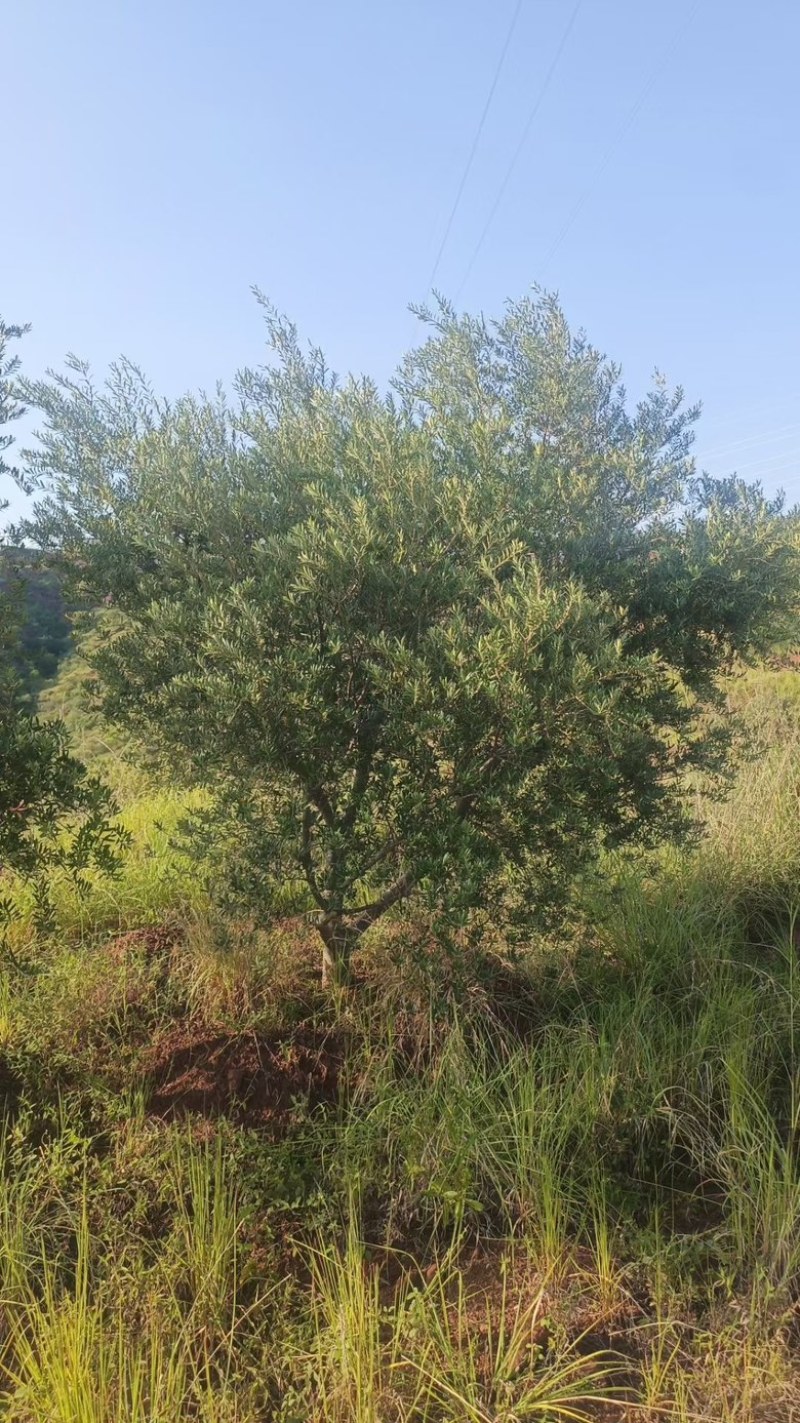 油橄榄树