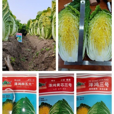 泽鸿三号黄芯白菜种子，早熟，外叶绿黄心叠包，春秋两用