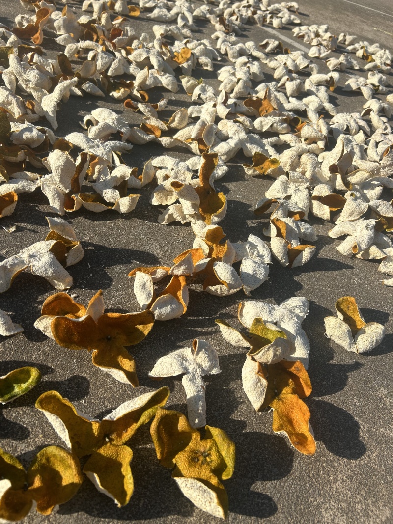 浦北县，茶枝柑陈皮二红，