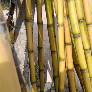 黄金甘蔗大量有货