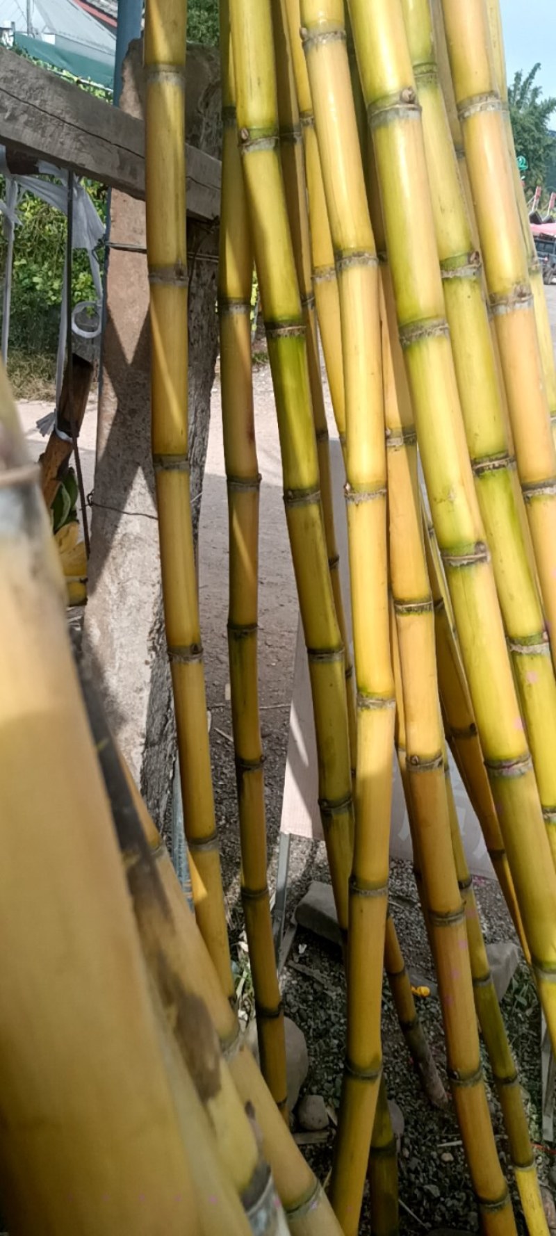 黄金甘蔗大量有货