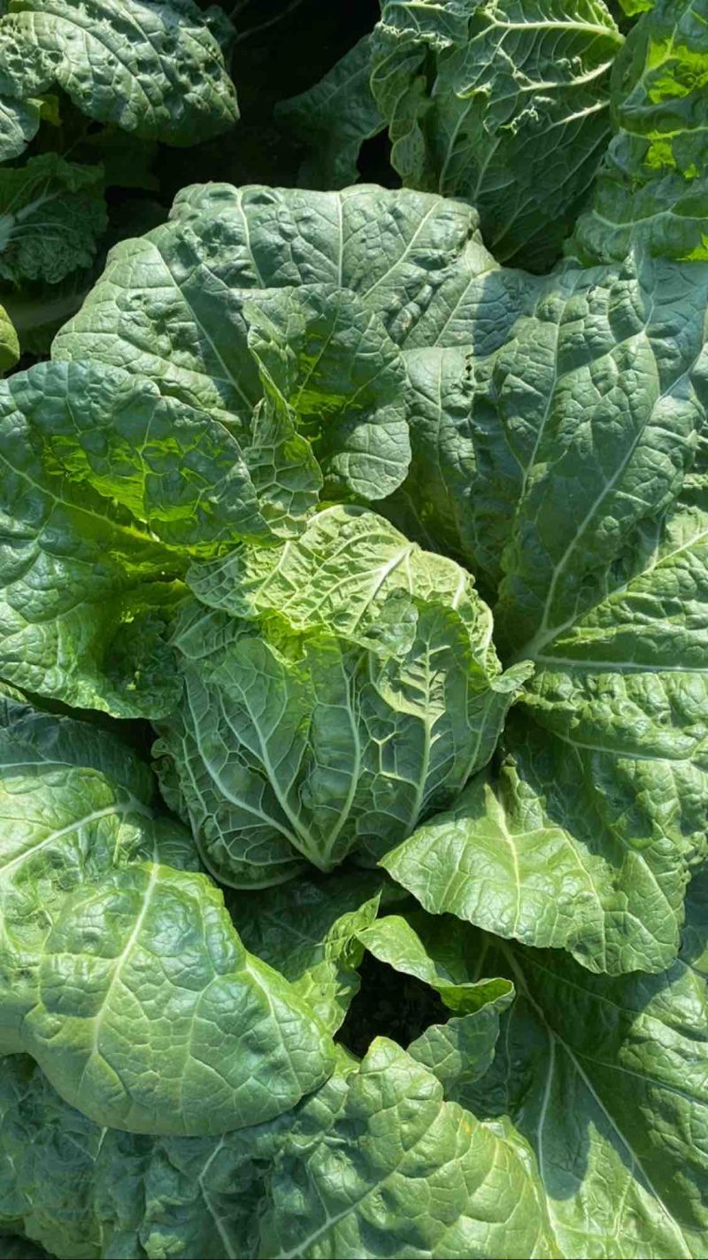 河南鹿邑黄心大白菜量大从优