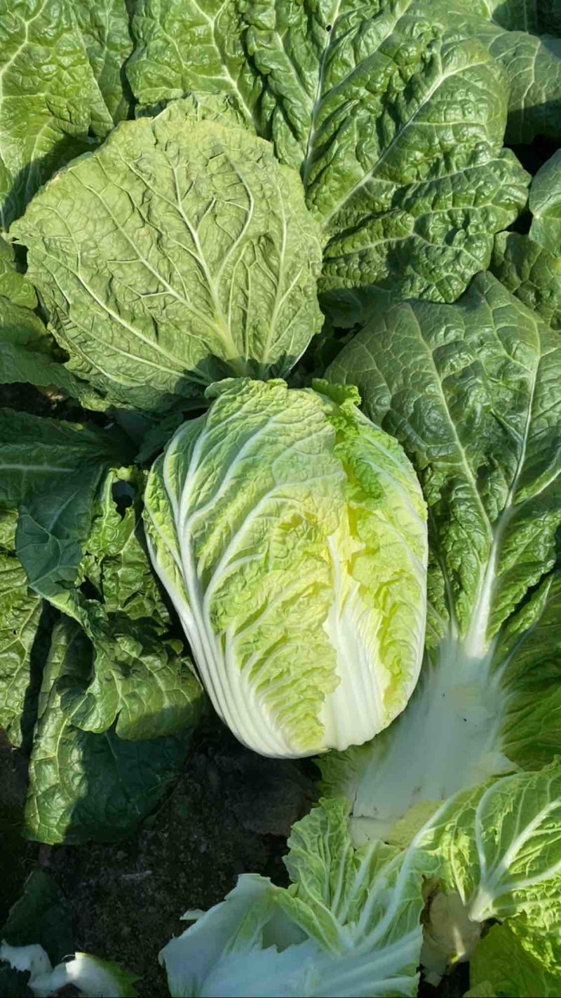 河南鹿邑黄心大白菜量大从优
