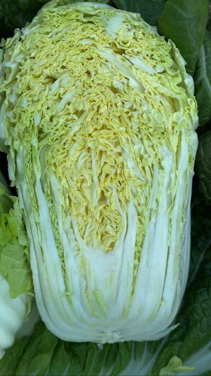 河南鹿邑黄心大白菜量大从优
