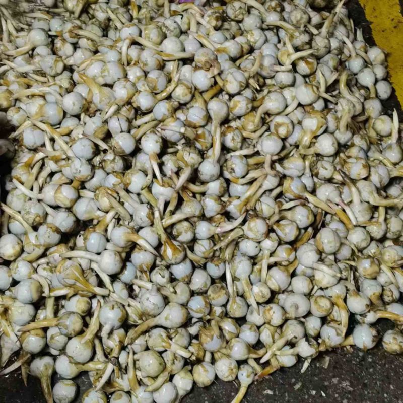 云南蓝皮茨菇大量上市货源充足产地直销欢迎来电