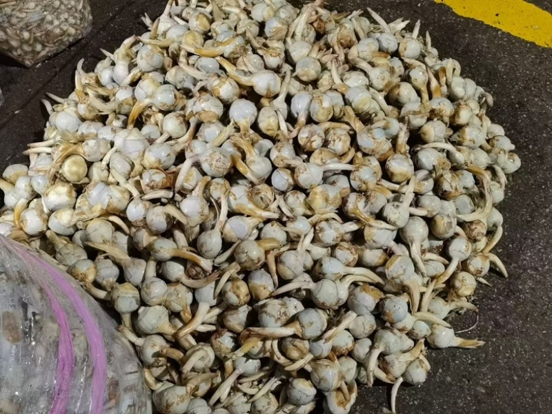 云南蓝皮茨菇大量上市货源充足产地直销欢迎来电