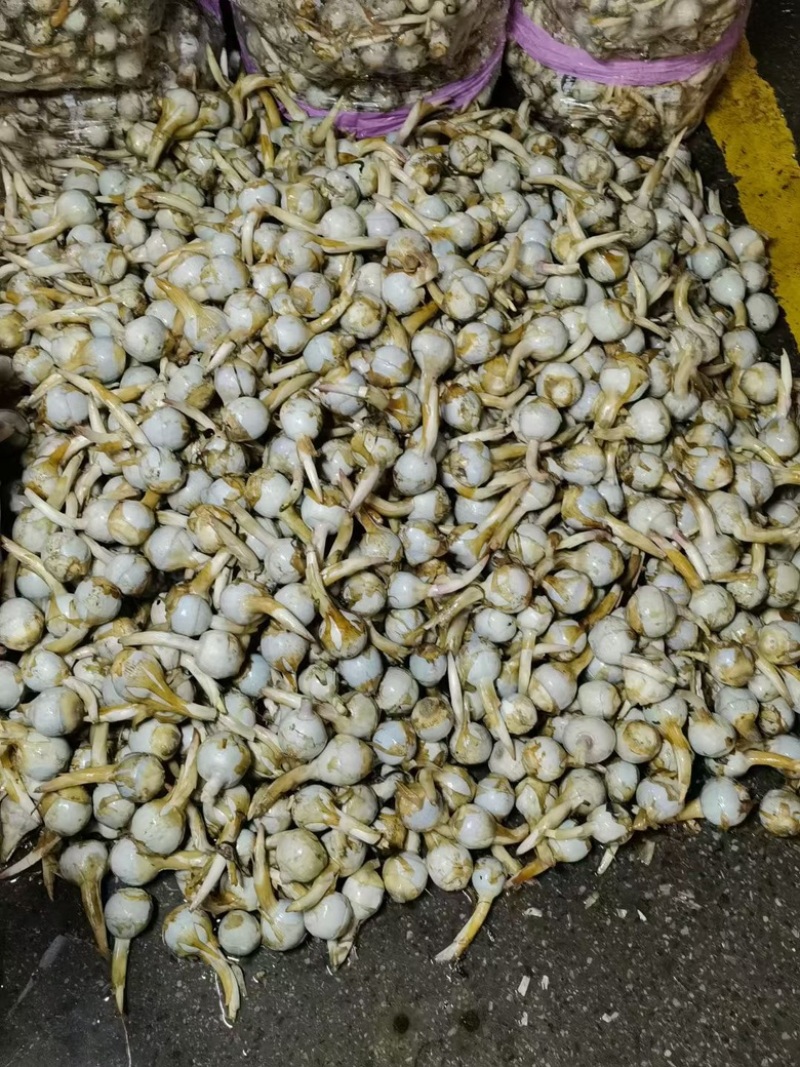 云南蓝皮茨菇大量上市货源充足产地直销欢迎来电