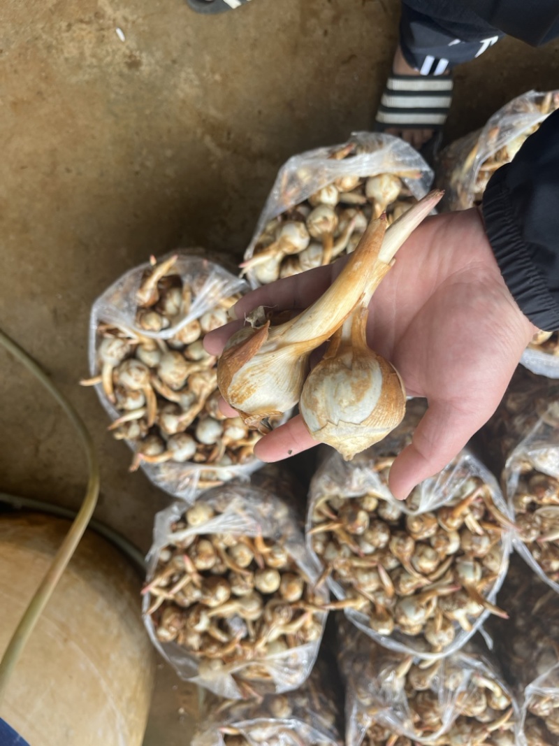 云南蓝皮茨菇大量上市货源充足产地直销欢迎来电