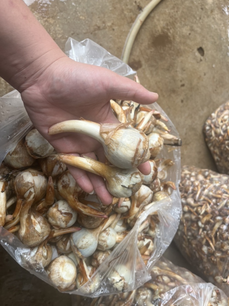 云南蓝皮茨菇大量上市货源充足产地直销欢迎来电