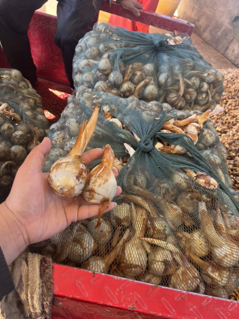 云南蓝皮茨菇大量上市货源充足产地直销欢迎来电