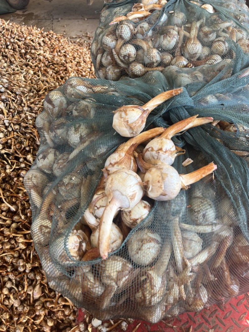 云南蓝皮茨菇大量上市货源充足产地直销欢迎来电