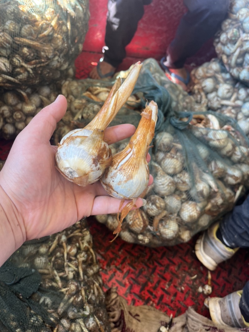 云南蓝皮茨菇大量上市货源充足产地直销欢迎来电