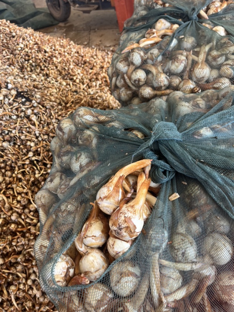 云南蓝皮茨菇大量上市货源充足产地直销欢迎来电