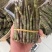 铁皮石斛短条，现货批发价格优惠，欢迎需要的老板来此采购