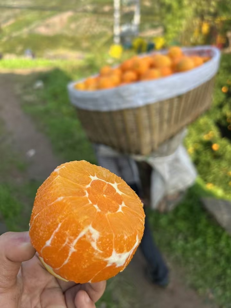 高山脐橙新鲜橙子手剥甜橙应季新鲜水果甜橙子现摘