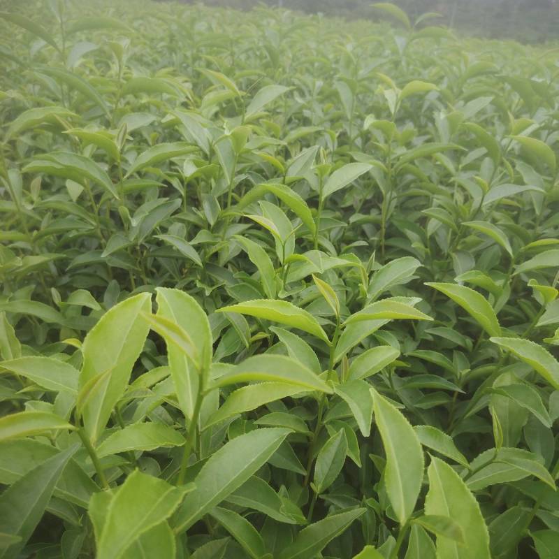 白芽奇兰，茶苗基地直发，诚信经营，欢迎订购