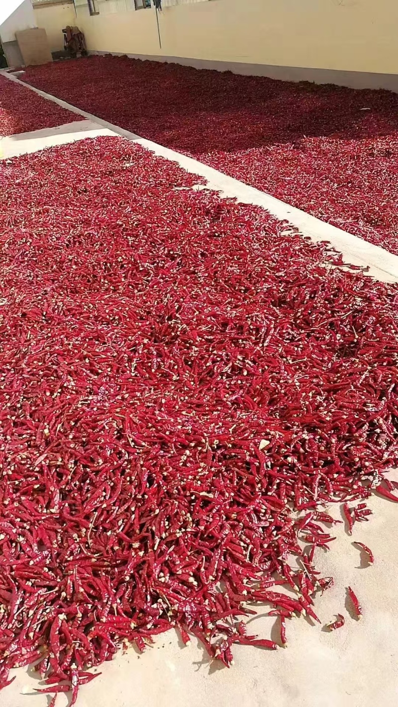 朝天椒干活大量供应需要的老板联系