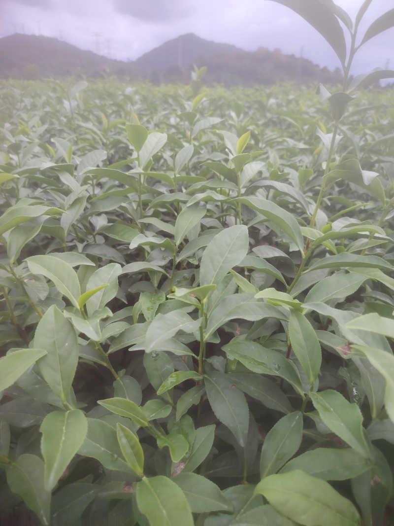白芽奇兰，茶苗基地直发，诚信经营，欢迎订购