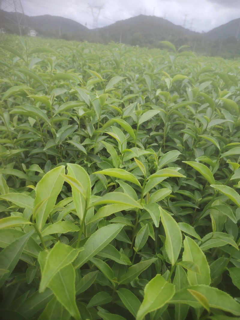 白芽奇兰，茶苗基地直发，诚信经营，欢迎订购