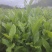 白芽奇兰，茶苗基地直发，诚信经营，欢迎订购