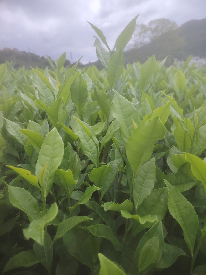 白芽奇兰，茶苗基地直发，诚信经营，欢迎订购