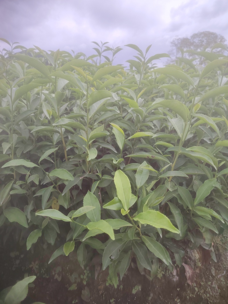 白芽奇兰，茶苗基地直发，诚信经营，欢迎订购