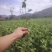 白芽奇兰，茶苗基地直发，诚信经营，欢迎订购