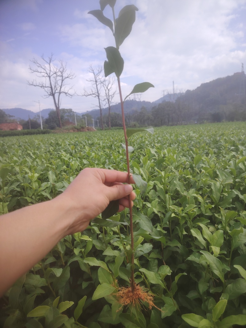 白芽奇兰，茶苗基地直发，诚信经营，欢迎订购